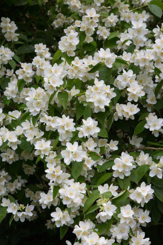 Secret Garden: Enchanted Flora Whispers